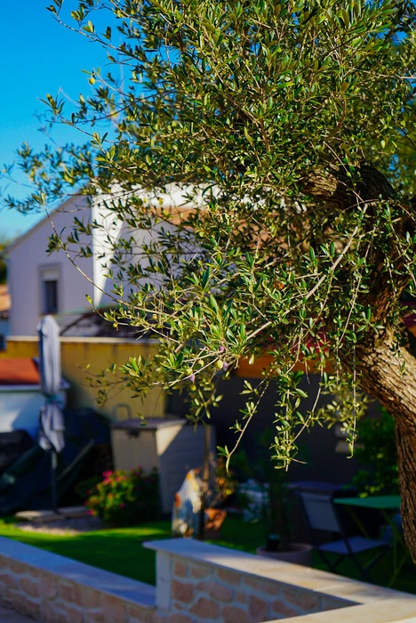 Jardin méditerranéen ensoleillé avec olivier centenaire au premier plan, pelouse synthétique verte, muret en pierre calcaire taillée