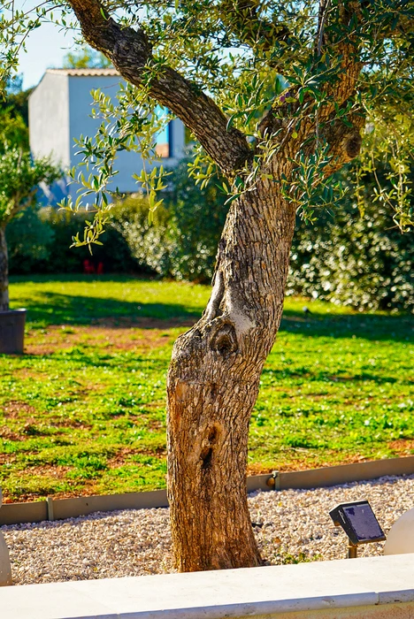 Jardin méditerranéen ensoleillé avec un olivier centenaire au tronc noueux et tortueux au premier plan