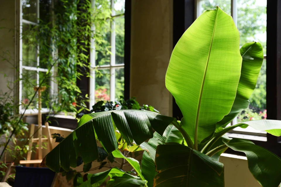 Intérieur lumineux avec grande plante tropicale aux feuilles vertes brillantes près d'une fenêtre