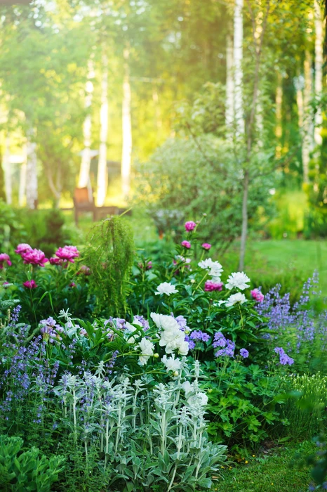 Jardin paysager avec massifs floraux colorés en premier plan, comprenant pivoines roses et blanches, lavande violette, feuillages ornementaux