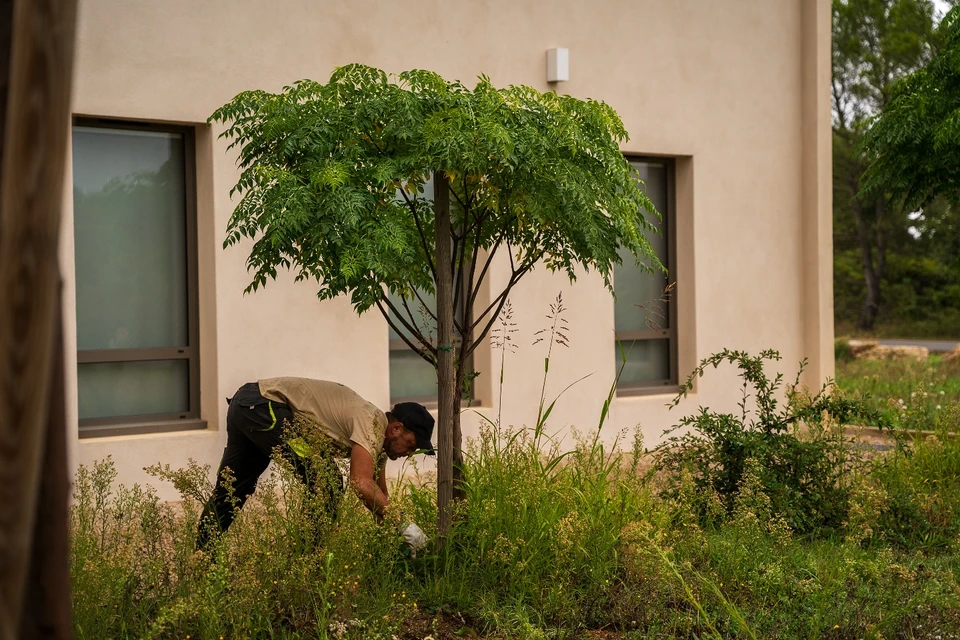 &Eacute;lagueur professionnel en s&eacute;curit&eacute; travaillant dans un arbre, portant casque de protection rouge, veste orange haute visibilit&eacute; et harnais d'&eacute;lagage