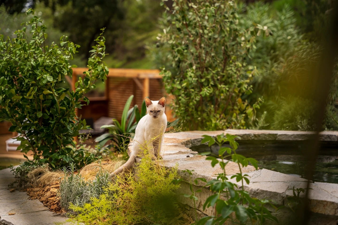 Terrasse ext&eacute;rieure moderne avec platelage bois, voile d'ombrage triangulaire beige tendu sur structure m&eacute;tallique
