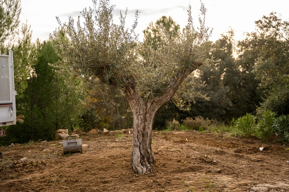 Terrasse extérieure moderne avec platelage en bois composite, pelouse synthétique verte et grande jardinière carrée en béton blanc contenant un yucca rostrata aux feuilles linéaires vert-jaune aux pointes orangées