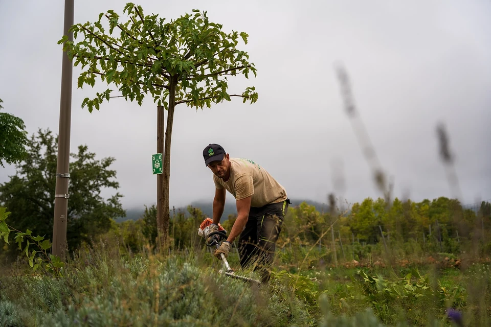 Scène extérieure de jardinage : deux personnes plantent un jeune arbre